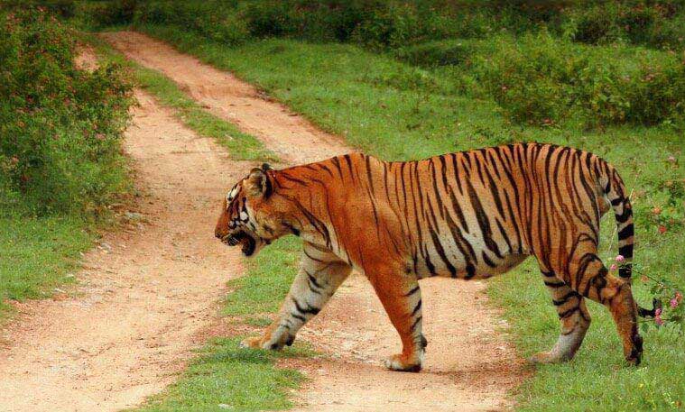 Bangalore Wildlife Tour Packages | call 9899567825 Avail 50% Off